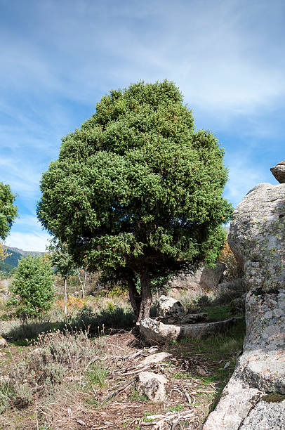 Cade tree, Juniperus oxycedrus Specimen of Cade tree, Juniperus oxycedrus. It is a species of juniper, native across the Mediterranean region. Photo taken in La Barranca Valley, in Guadarrama Mountains, Madrid, Spain. juniperus oxycedrus stock pictures, royalty-free photos & images