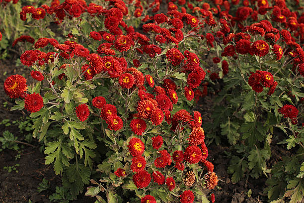 istock Red Chrysanthemum in the autumn garden 493275402
