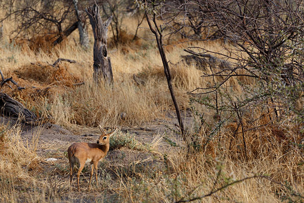 istock Steenbok, Etosha National Park, Namibia 493276112
