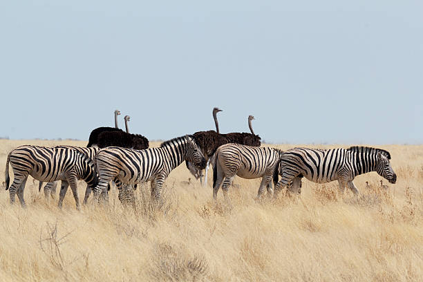 istock Zebra and ostrich in african bush 493276244