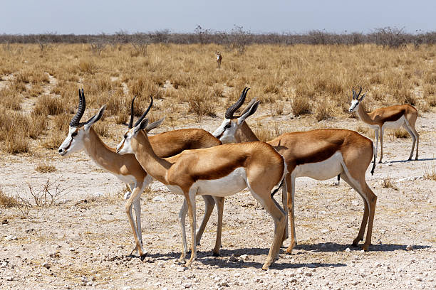 istock herd of springbok in Etosha 493276324