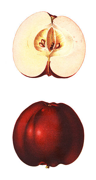 사과들 - apple apple tree branch fruit stock illustrations