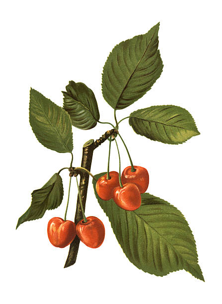 Antique illustration of a cherry, isolated on white background.