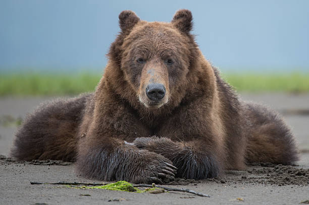 Grizzly Bear, Khutzeymateen stock photo
