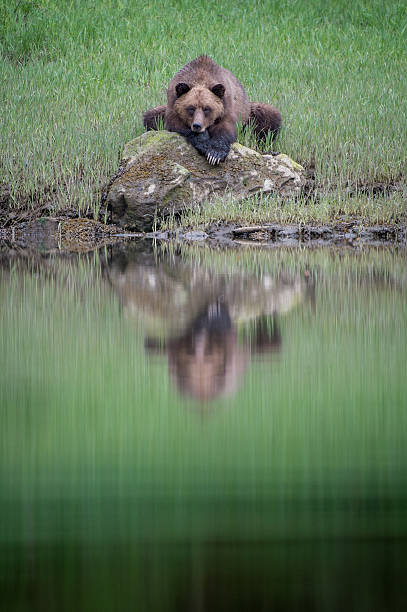 Grizzly Bear Reflection, Khutzeymateen stock photo