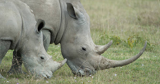 Pair of White Rhinos stock photo