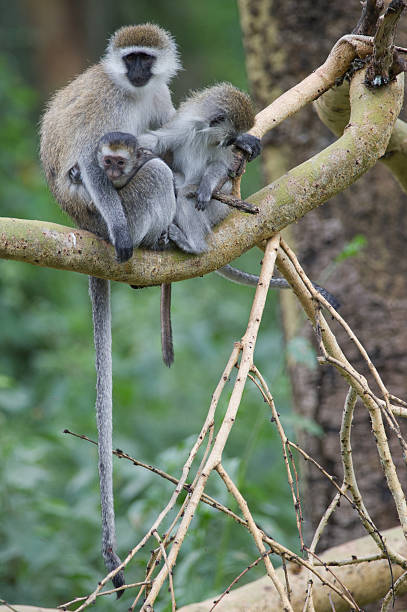 Vervet Monkeys stock photo