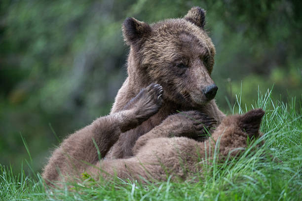 istock Grizzly bear mother and cub 493277825