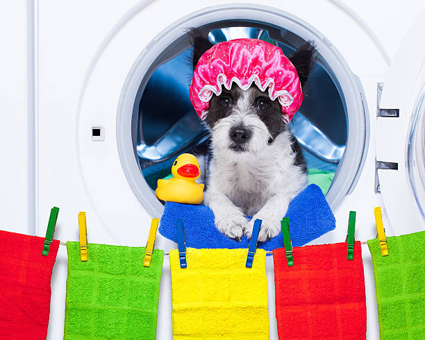 istock dog housework chores 493277896