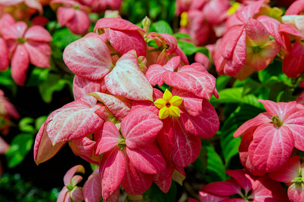 Mussaenda Philippica, Virgin Tree. stock photo