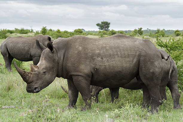 istock Rhino Family Time 493277979