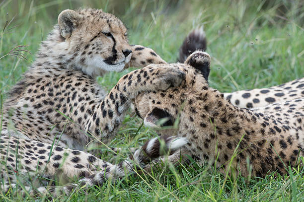 Cheetahs Playing stock photo