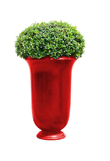 istock Park flowerpot with evergreen plant isolated on white 493278197