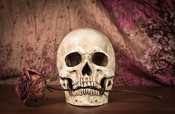 istock Still life white human skull with dry red rose 493278308