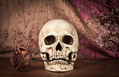 Still life white human skull with dry red rose