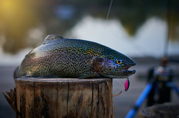 Rainbow Trout stock photo