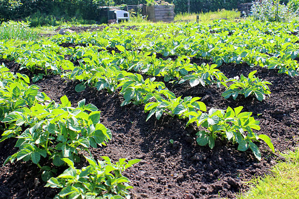 huerto jardín de vegetales con papas plantas creciente en líneas/mounds - plowed field field fruit vegetable fotografías e imágenes de stock