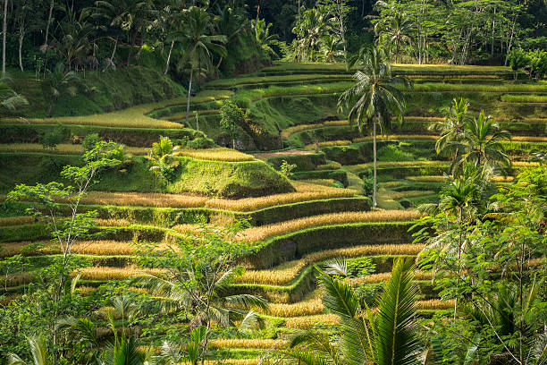 Rice terrace in Bali Famous rice terrace of Tegallalang in Bali. jatiluwih rice terraces stock pictures, royalty-free photos & images