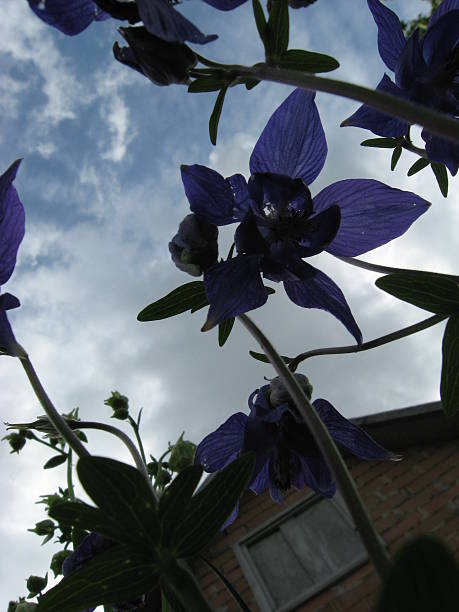 istock Aquilegia against the sky 493280532