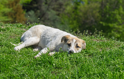 Stray dog relaxes under spring sun