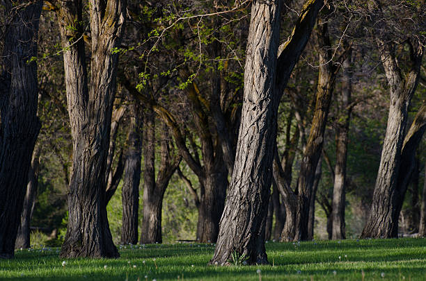 istock Mature Trees on an Early Spring Morning 493280673