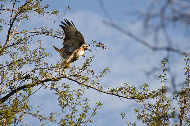 red-tailed hawk mit flug - red tailed boa stock-fotos und bilder