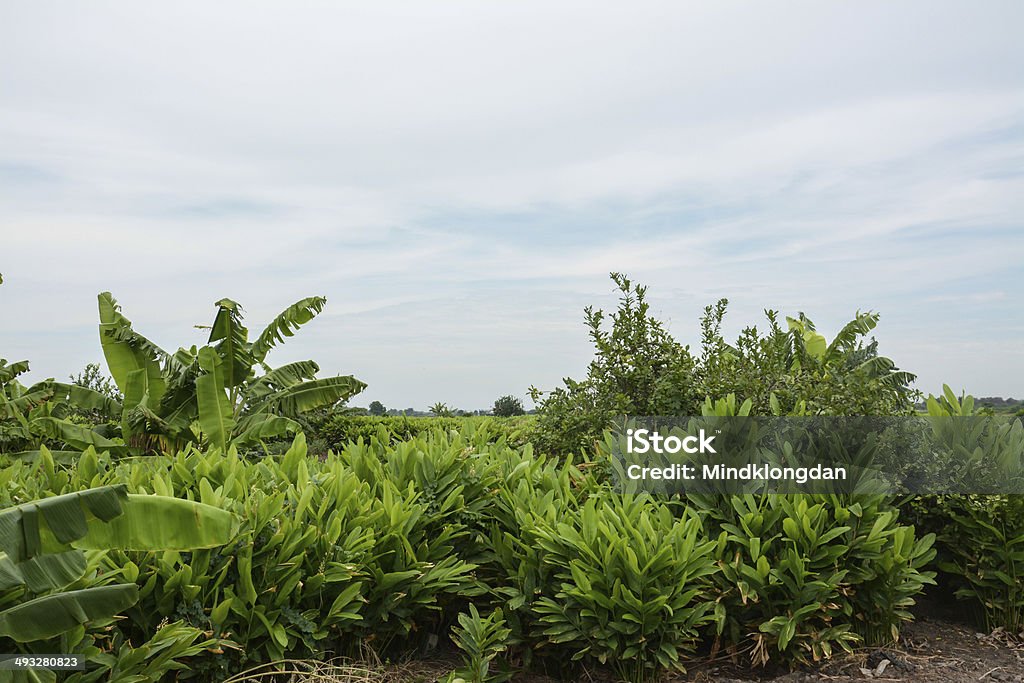 Fingerroot farm in the countryside of Thailand Galangal Stock Photo