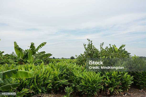 Fingerroot Farm In The Countryside Of Thailand Stock Photo - Download Image Now - Galangal, Agriculture, Brown