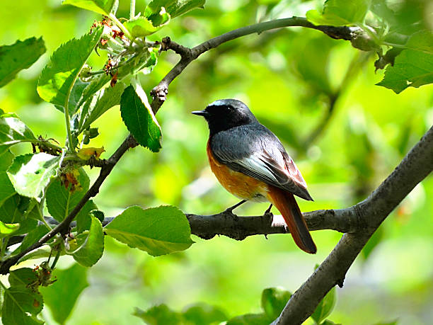 雄共通シロビタイジョウビタキ（phoenicurus phoenicurus ) - armenian ethnicity ストックフォトと画像