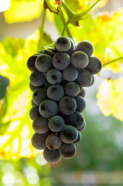 istock Vineyards at sunset in autumn harvest. 493281818