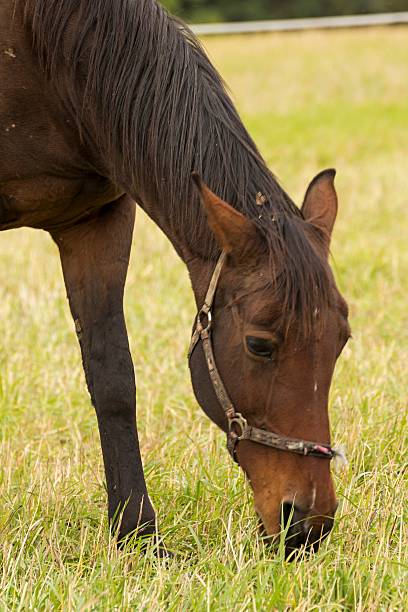 istock beautiful horse grazing on the meadow 493281912