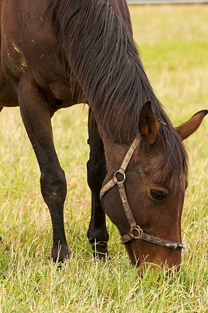 istock beautiful horse grazing on the meadow 493282224