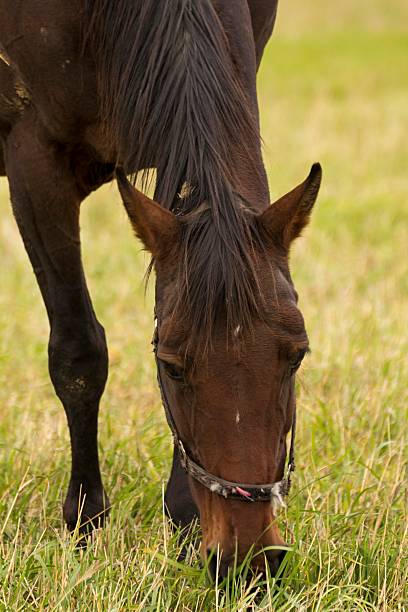 istock beautiful horse grazing on the meadow 493282354