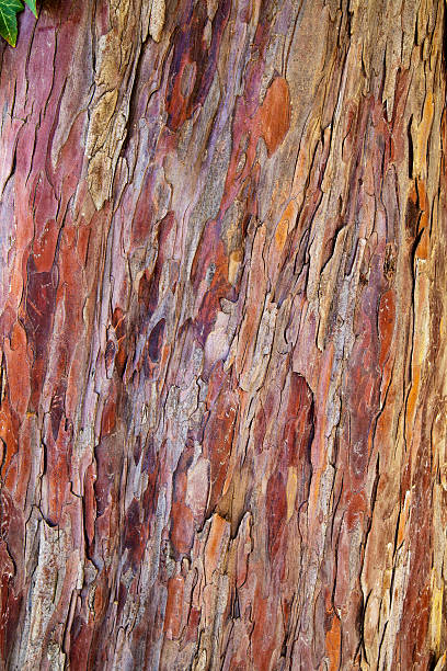 istock Bark of a yew 493282454