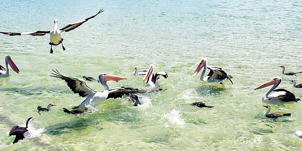 istock Pelicans feeding in the water 493282458