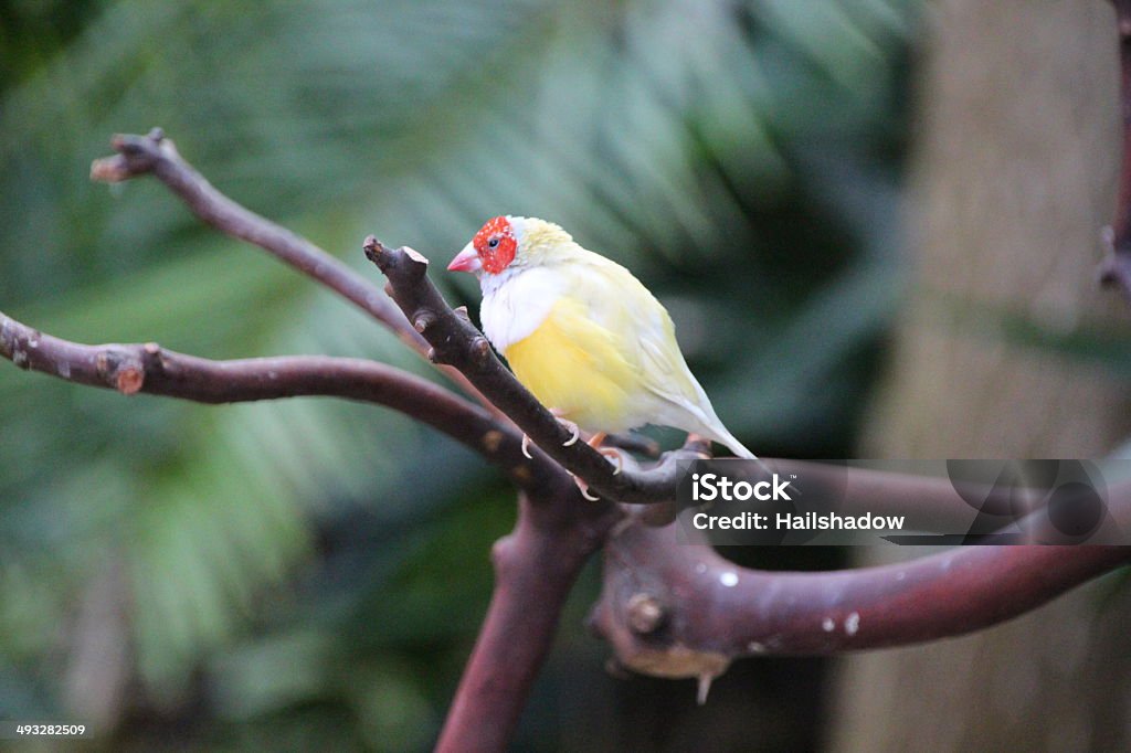 Star finch on a tree branch Animal Stock Photo