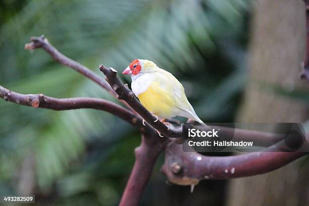 Star Finch On A Tree Branch Stock Photo - Download Image Now - Animal, Animal Body Part, Animal Eye