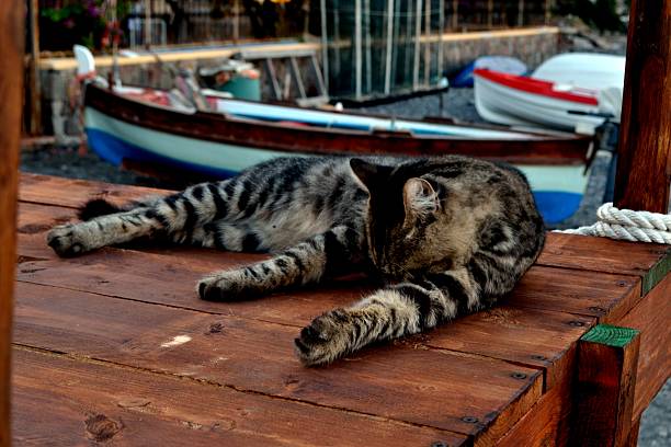 istock Sicilia, Italy. Cat on the beach 493282578
