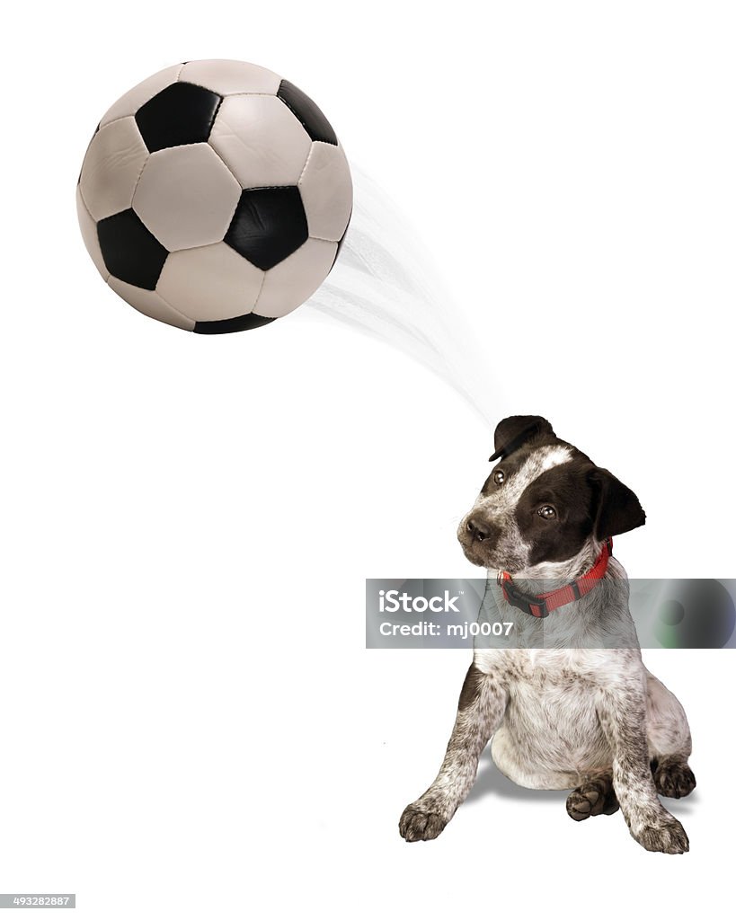 Soccer Dog. Puppy playing with soccer ball. Animal Stock Photo