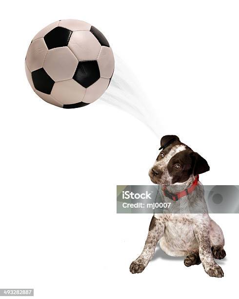 Soccer Dog Stock Photo - Download Image Now - Animal, Animal Body Part, Animal Head