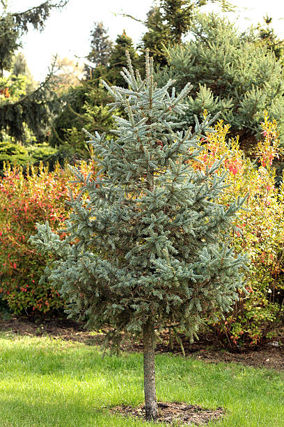 istock Young Blue spruce three in the autumn garden 493282986
