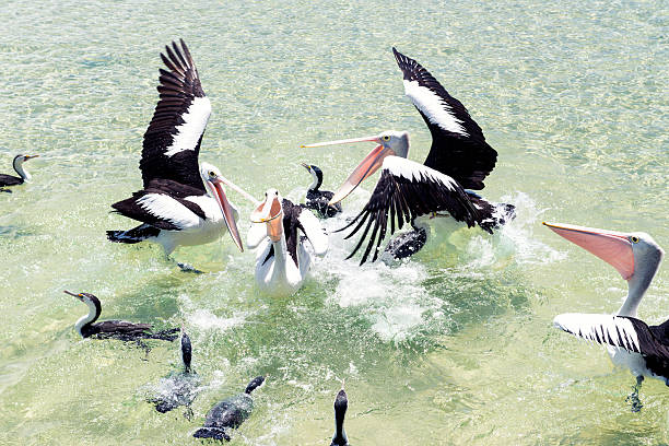 istock Pelicans feeding in the water 493283020