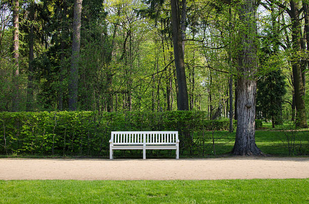 wooden benches allong park alley