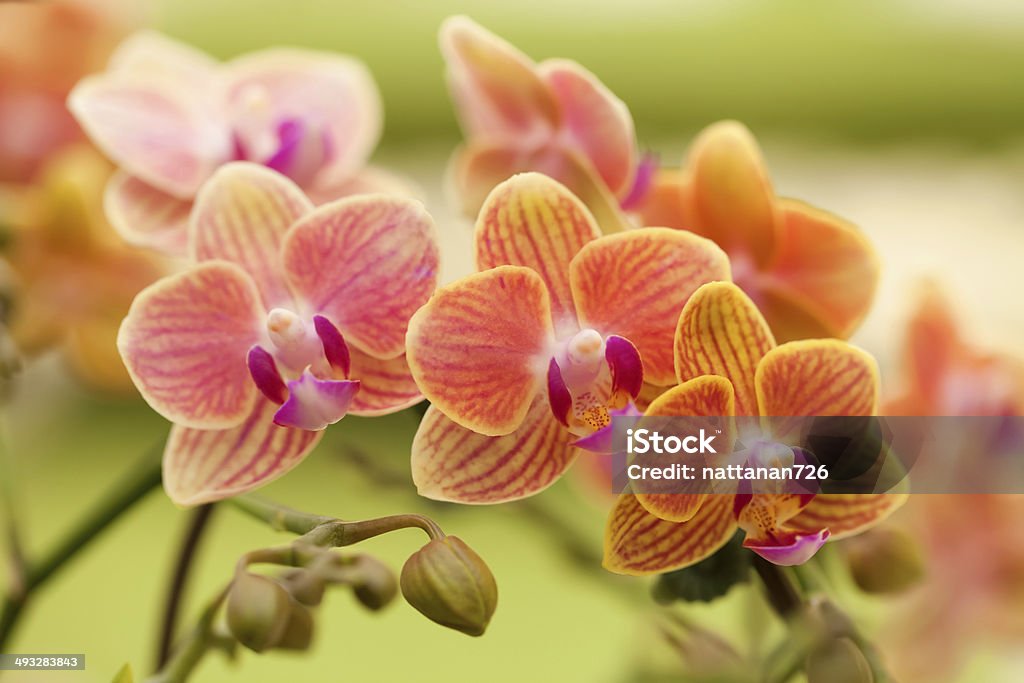 orchid Anniversary Stock Photo