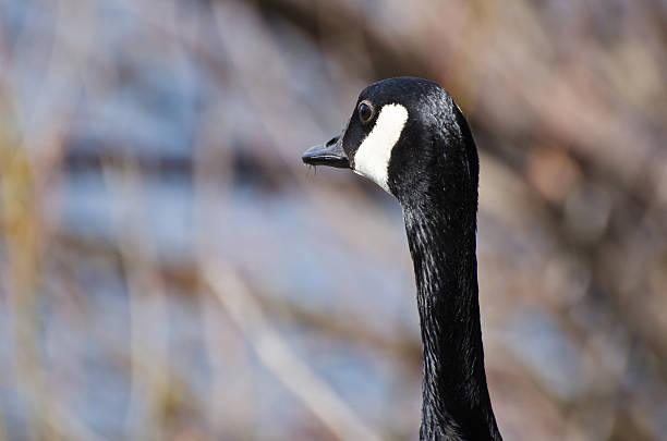istock Canada Goose Looking Out Over the Lake 493283873