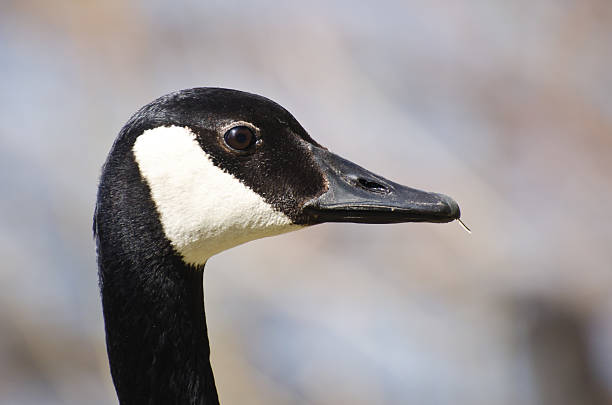 istock Close Up Profile of Canada Goose 493284099