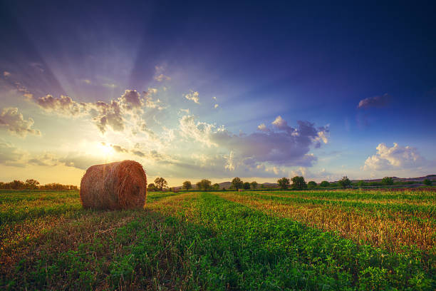 pôr do sol campo, árvore e hay bale feita pelo hdr - wheat sunset bale autumn imagens e fotografias de stock