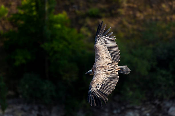 istock Vulture, Hoces del Duraton 493284136