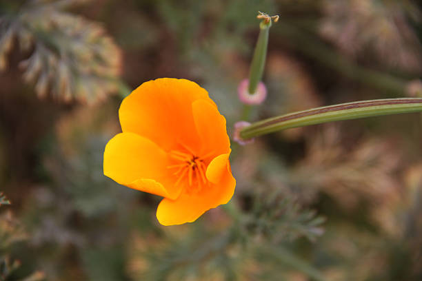 istock Peru: Orange at the Qurikancha in Cuzco 493284513