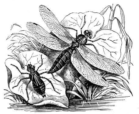 Antique illustration of Broad-bodied Chaser or Broad-bodied Darter (Libellula depressa)